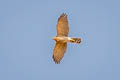 Shikra Accipiter badius ssp.