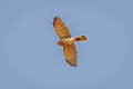 Shikra Tachyspiza badia ssp.