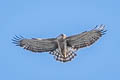 Short-toed Snake Eagle Circaetus gallicus gallicus