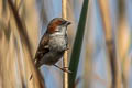 Sind Sparrow Passer pyrrhonotus