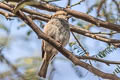 Sind Sparrow Passer pyrrhonotus