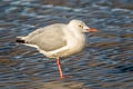 Slender-billed Gull Chroicocephalus genei