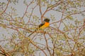 Small Minivet Pericrocotus cinnamomeus pallidus