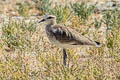 Sociable Lapwing Vanellus gregarius