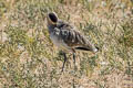 Sociable Lapwing Vanellus gregarius