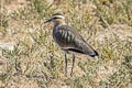 Sociable Lapwing Vanellus gregarius