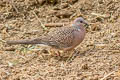 Spotted Dove Spilopelia chinensis suratensis