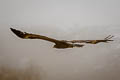 Steppe Eagle Aquila nipalensis nipalensis