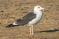 Steppe Gull Larus fuscus barabensis