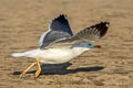 Steppe Gull Larus fuscus barabensis