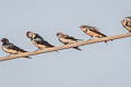 Streak-throated Swallow Petrochelidon fluvicola