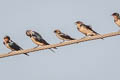 Streak-throated Swallow Petrochelidon fluvicola