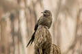 Striated Babbler Argya earlei sonivia