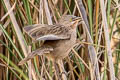 Striated Babbler Argya earlei sonivia