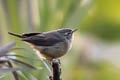 Sulphur-bellied Warbler Phylloscopus griseolus