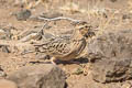 Sykes's Lark Galerida deva