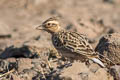 Sykes's Lark Galerida deva