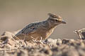 Sykes's Lark Galerida deva