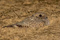 Sykes's Nightjar Caprimulgus mahrattensis