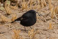 Variable Wheatear Oenanthe picata