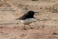 Variable Wheatear Oenanthe picata