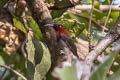 Vigors's Sunbird Aethopyga vigorsii
