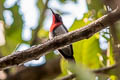 Vigors's Sunbird Aethopyga vigorsii