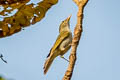 Western Crowned Warbler Phylloscopus occipitalis