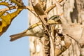 Western Crowned Warbler Phylloscopus occipitalis