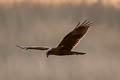 Western Marsh Harrier Circus aeruginosus aeruginosus