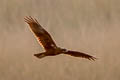 Western Marsh Harrier Circus aeruginosus aeruginosus