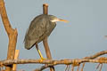 Western Reef Heron Egretta gularis schistacea