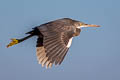 Western Reef Heron Egretta gularis schistacea