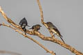 White-bellied Drongo Dicrurus caerulescens caerulescens