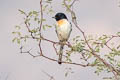 White-bellied Minivet Pericrocotus erythropygius