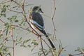 White-bellied Minivet Pericrocotus erythropygius