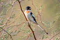 White-bellied Minivet Pericrocotus erythropygius