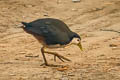 White-breasted Waterhen Amaurornis phoenicurus phoenicurus