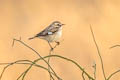 White-browed Bush Chat Saxicola macrorhynchus (Stoliczka's Bush Chat)