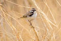 White-browed Bush Chat Saxicola macrorhynchus (Stoliczka's Bush Chat)