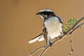 White-browed Fantail Rhipidura aureola aureola