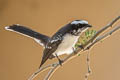 White-browed Fantail Rhipidura aureola aureola