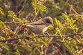 White-crowned Penduline Tit Remiz coronatus stoliczkae