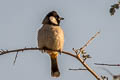 White-eared Bulbul Pycnonotus leucotis leucotis