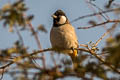 White-eared Bulbul Pycnonotus leucotis leucotis