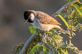 White-eared Bulbul Pycnonotus leucotis leucotis