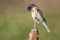 White-tailed Stonechat Saxicola leucurus