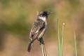 White-tailed Stonechat Saxicola leucurus