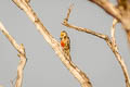 Yellow-crowned Woodpecker Leiopicus mahrattensis mahrattensis