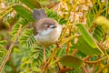 Yellow-eyed Babbler Chrysomma sinense hypoleucum